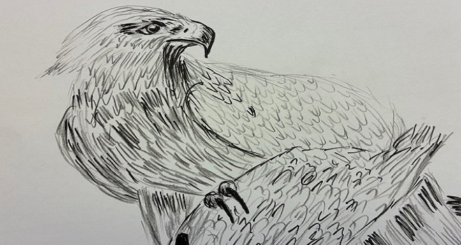 C C Royal Eagle - 351 X 660